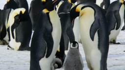 El padre de pingüino