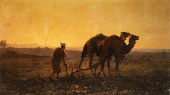 Arado de tiro por camellos