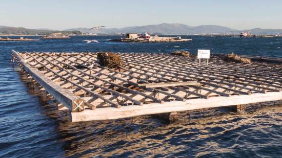 cría-mejillones