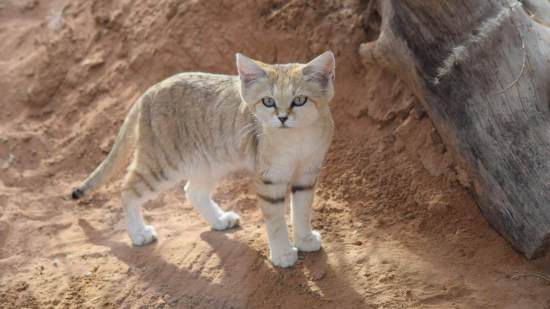 Gato de las arenas
