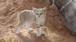 Gato de las arenas
