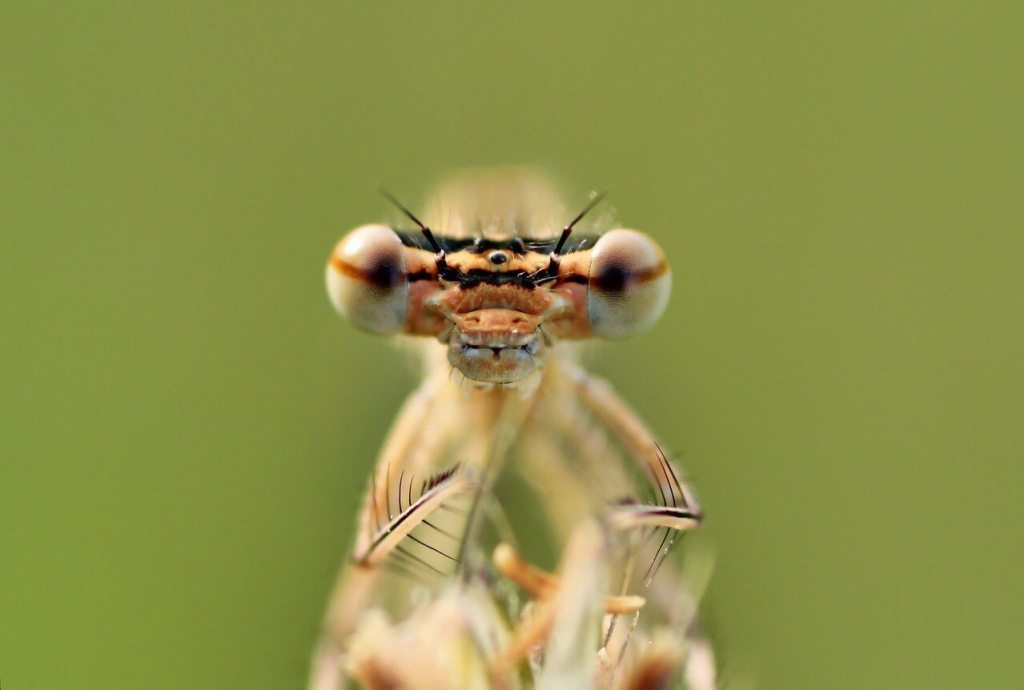 Libélula. Pixabay.
Ojos de animales
