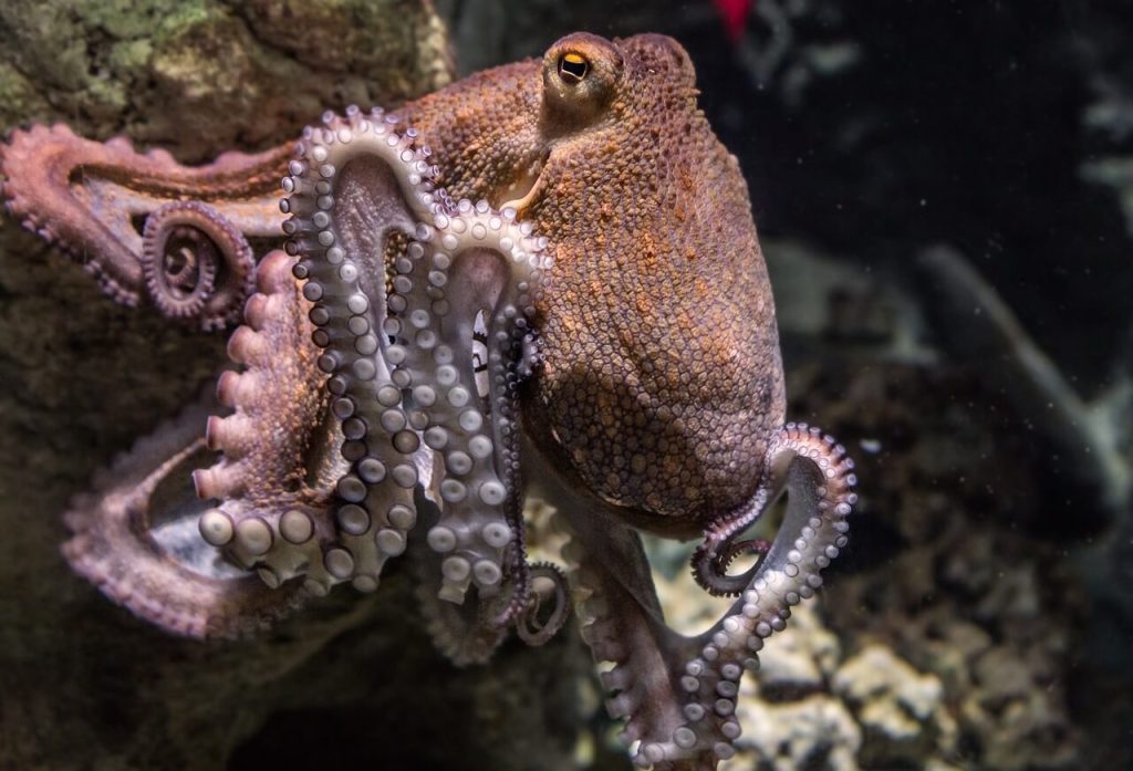 Pulpo. Pixabay
