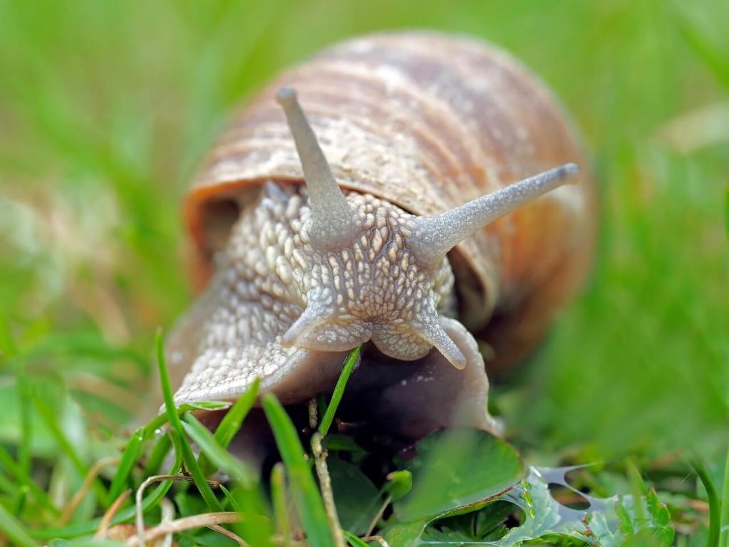 caracol. Pixabay