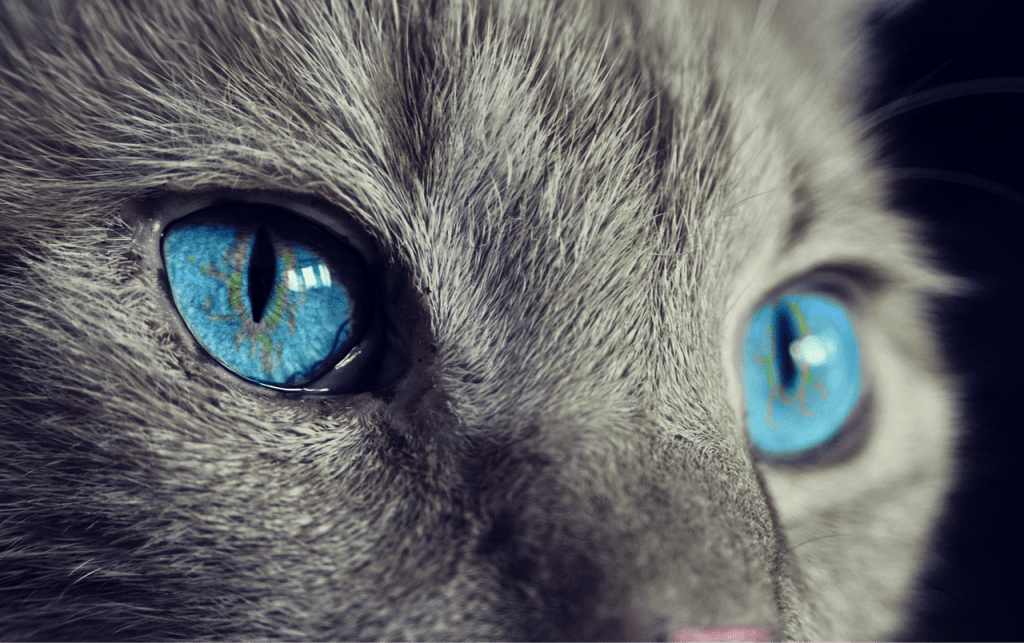 Gato. Pixabay. Cat. Ojos