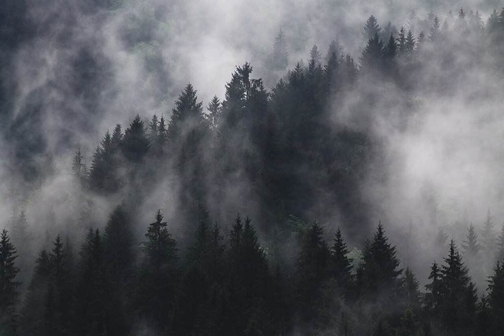 Imagen de Pexels en Pixabay
Bosque