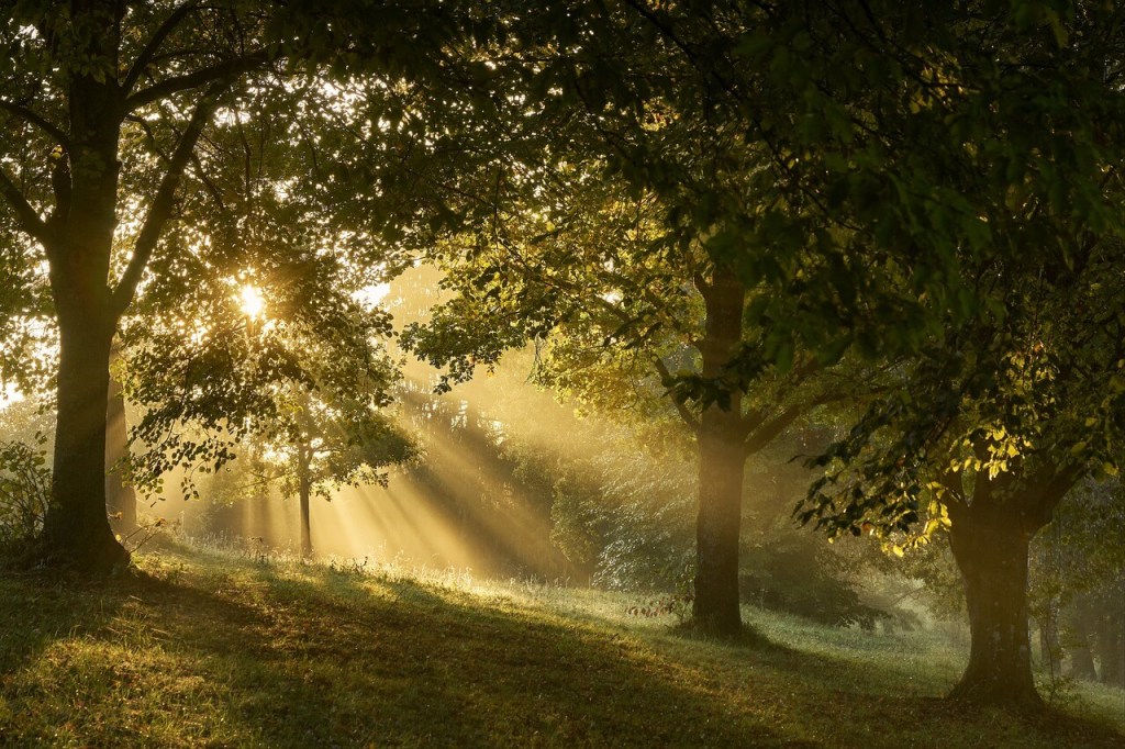 Bosque 
Imagen de Ingo Jakubke en Pixabay