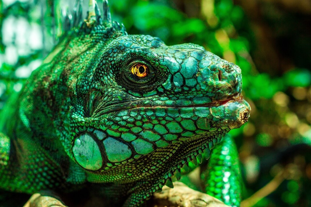 Iguana. Pixabay. Ojos de animales