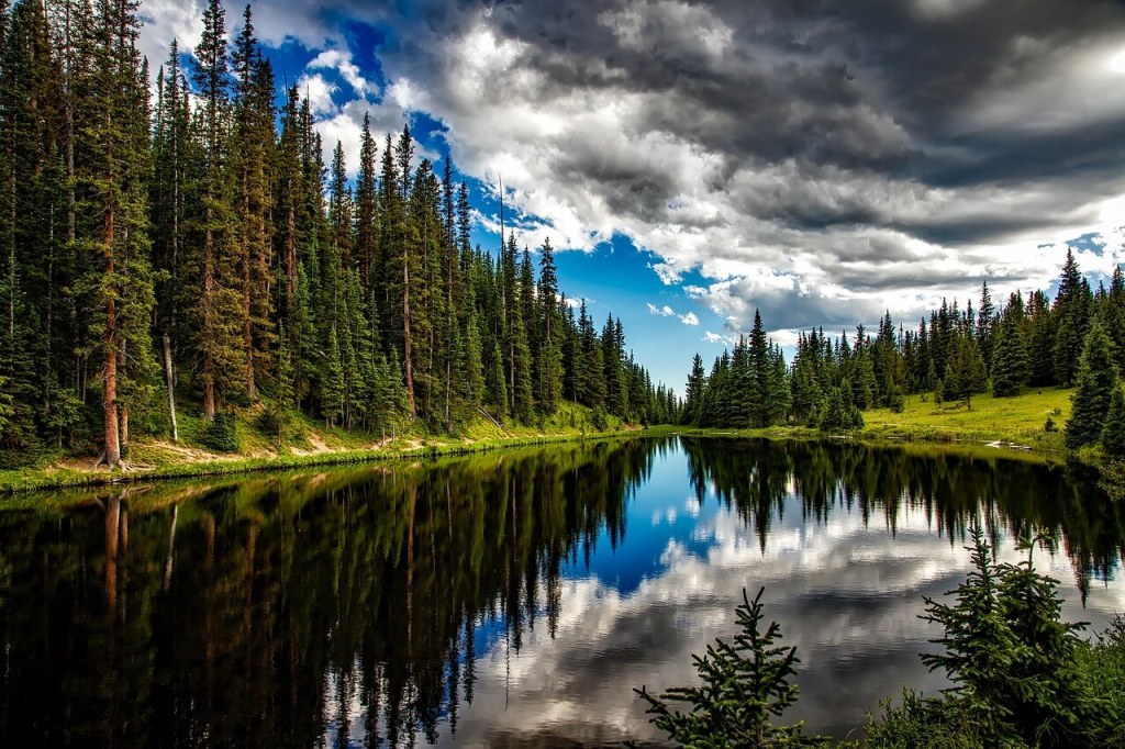 Bosque.
Imagen pixabay