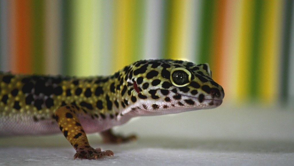 Gecko
Ojos de animales