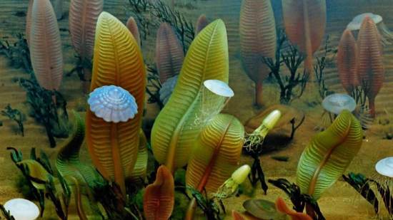 ediacara