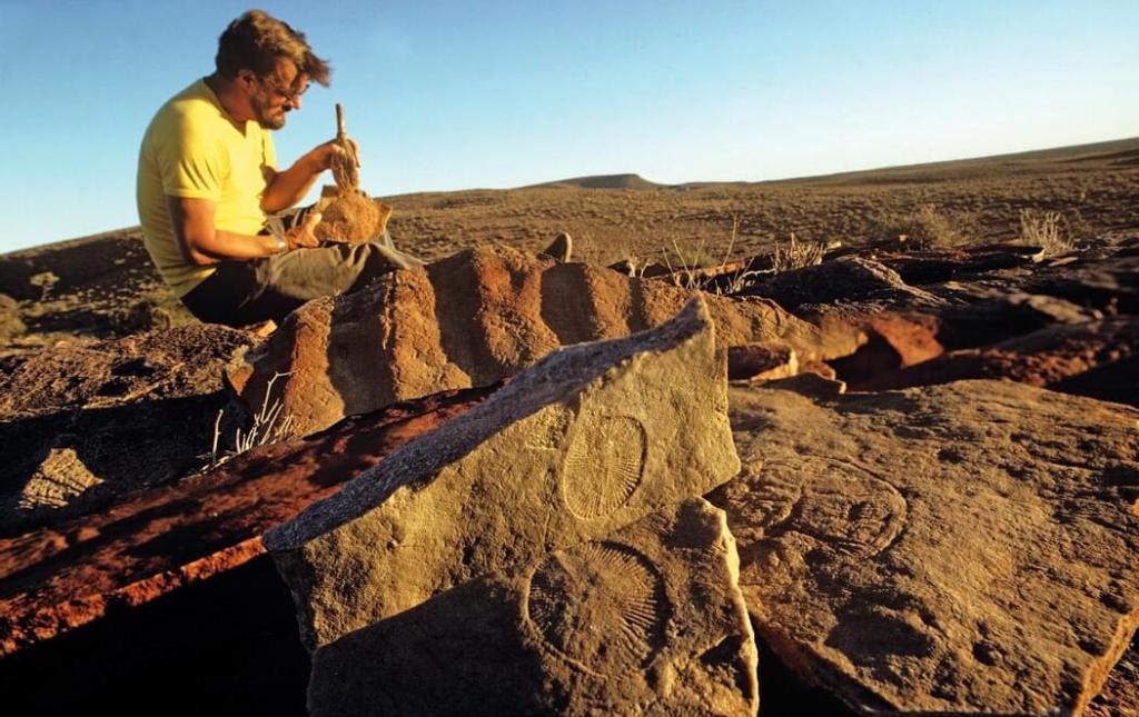 fauna de Ediacara