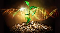 El café de Etiopía es incluso más antiguo que nuestra especie