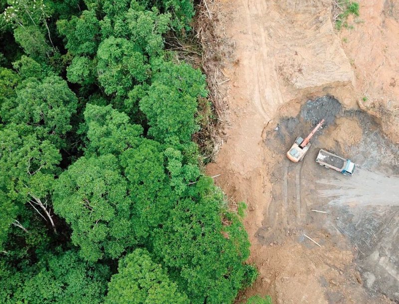 Deforestacion