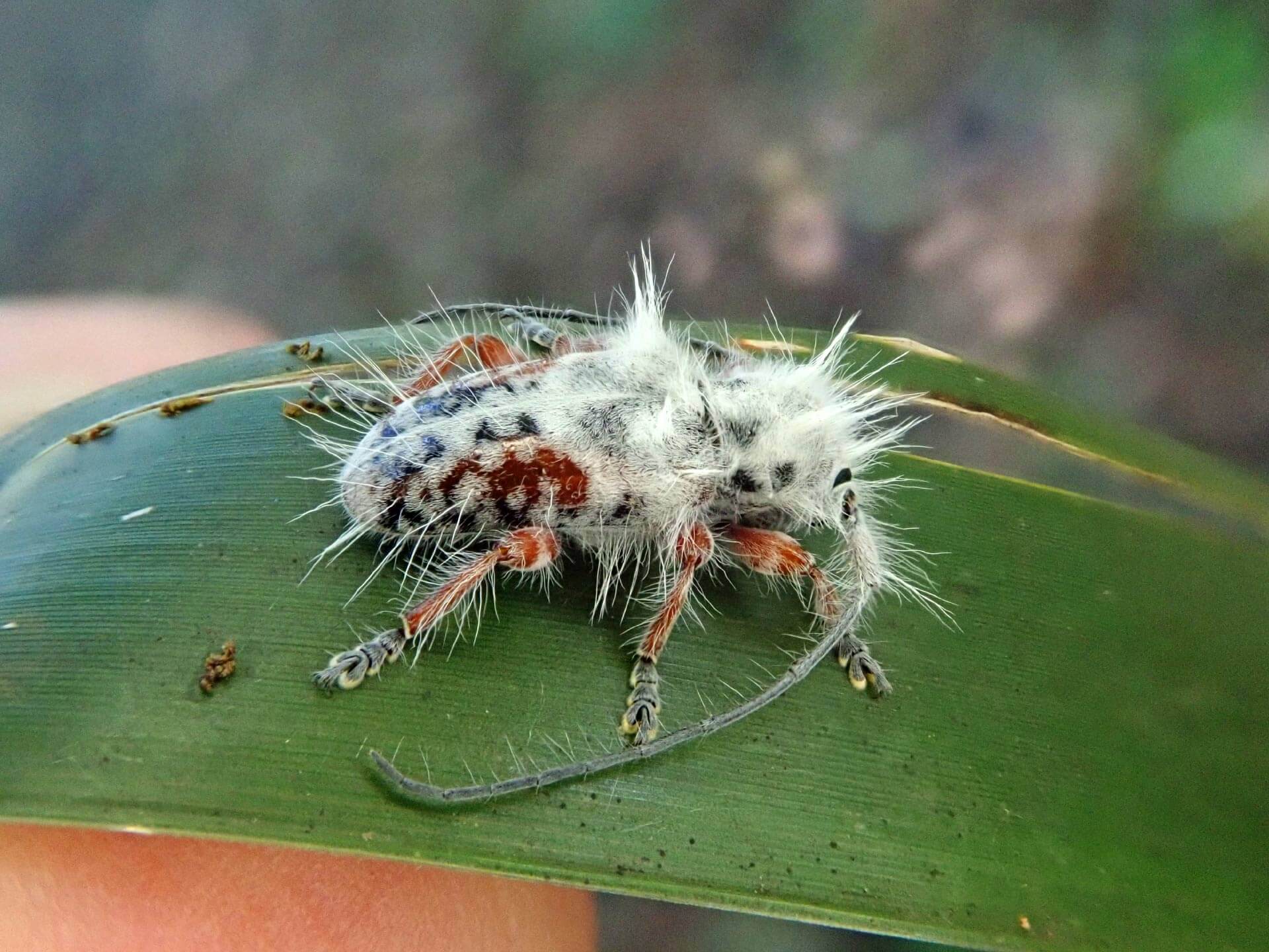 Curiosidades sobre el insecto palo(00)