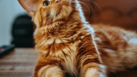 Gato mirando