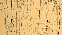 Cajal estructura del cerebro