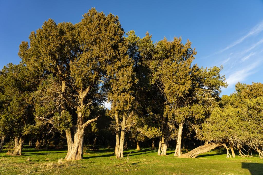 Frondosos bosques