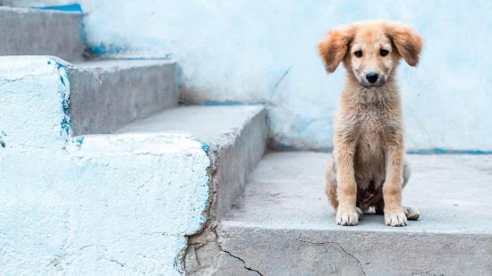 Perrito portada
