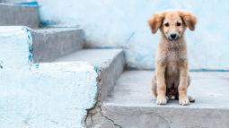 Perrito portada