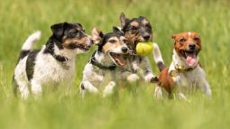 perros corriendo