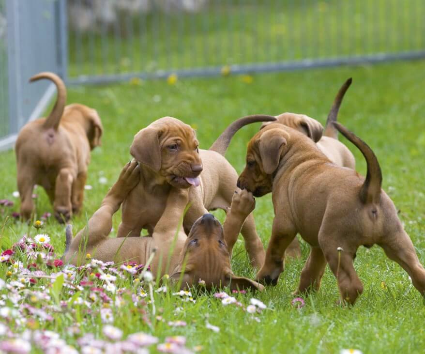 cachorros jugando
