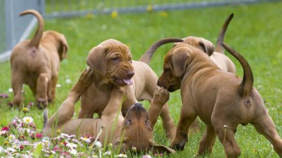 cachorros jugando
