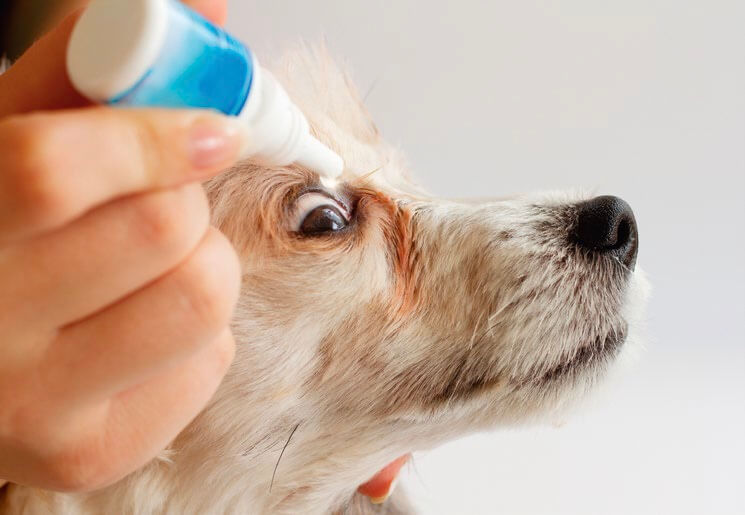 Medicando a un perro
