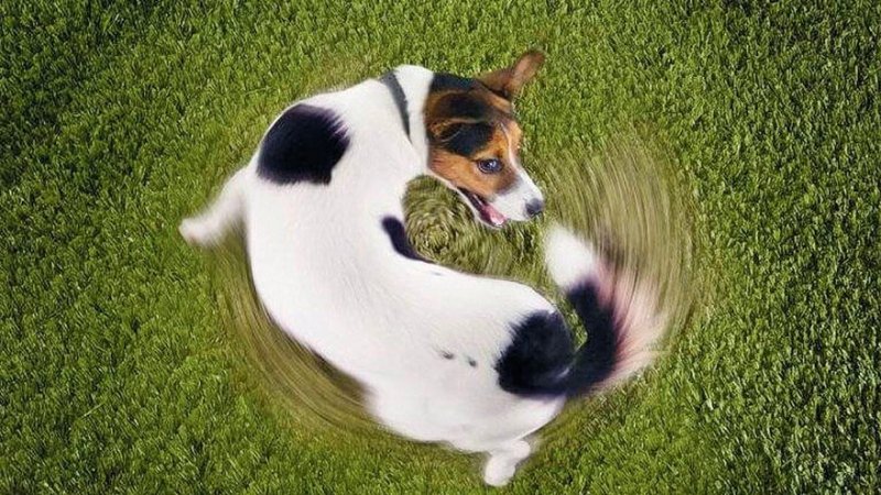 Estereotipia en perros