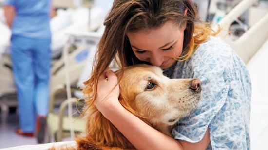 perro de terapia