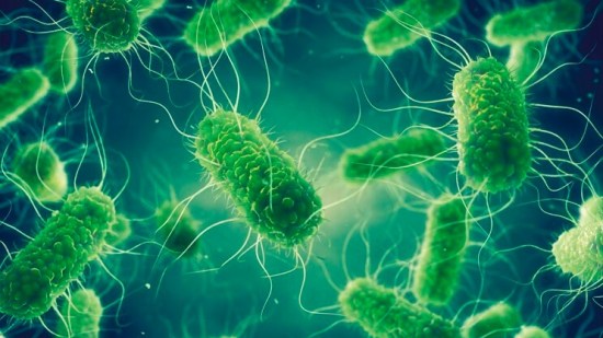 Salmonella