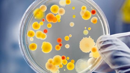 Bacterias en placa de Petri