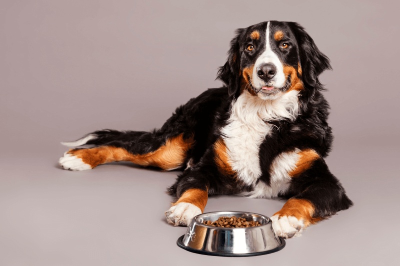 Mejores piensos para perros