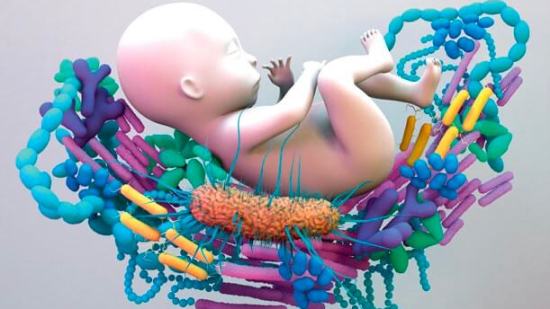 Microbiota útero