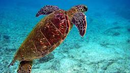 Una tortuga marina