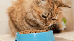 Mejores piensos para gatos