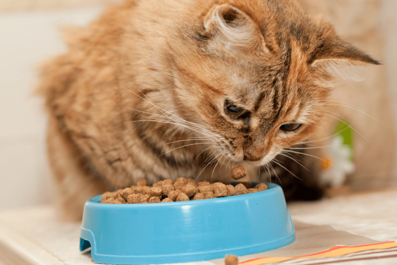 Mejores piensos para gatos