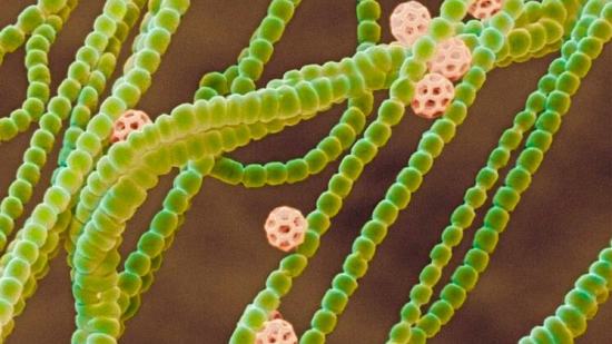 cianobacterias