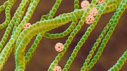 cianobacterias