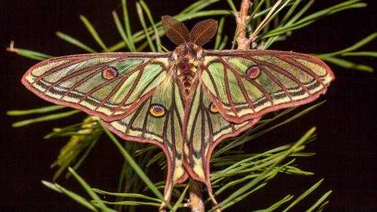 Mariposa isabelina