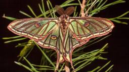 Mariposa isabelina