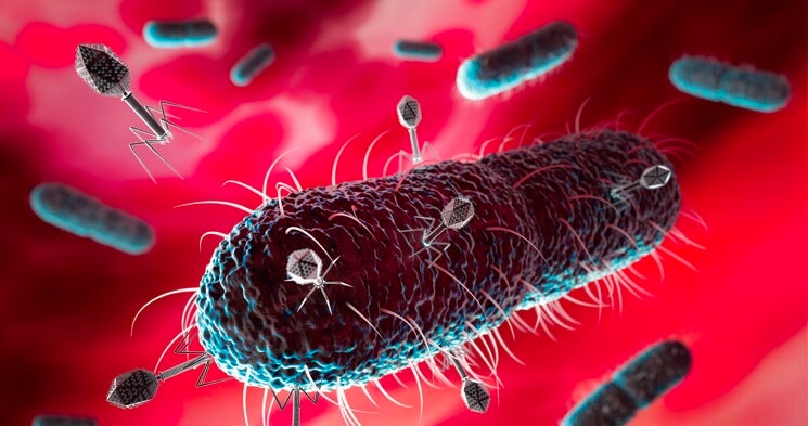 E.coli y fagos