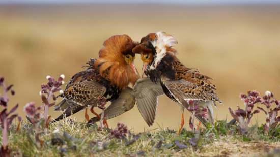 Aves