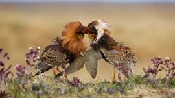 Aves
