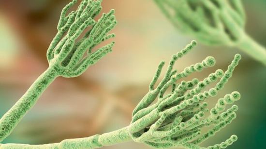 Penicillium