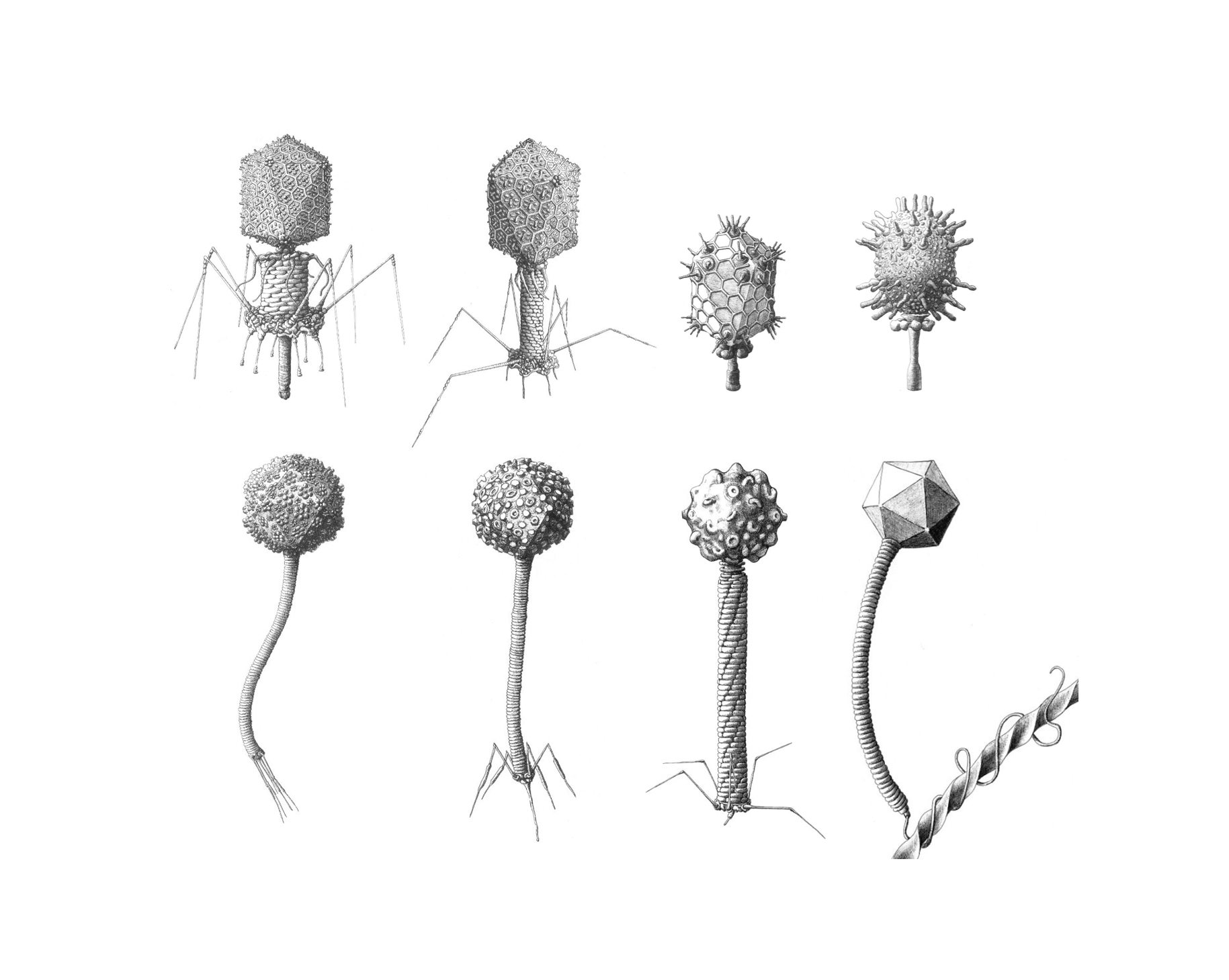 Ben_Darby_Caudovirales_illustrations
