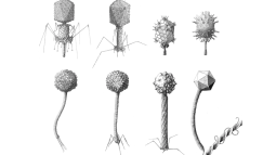 Ben_Darby_Caudovirales_illustrations
