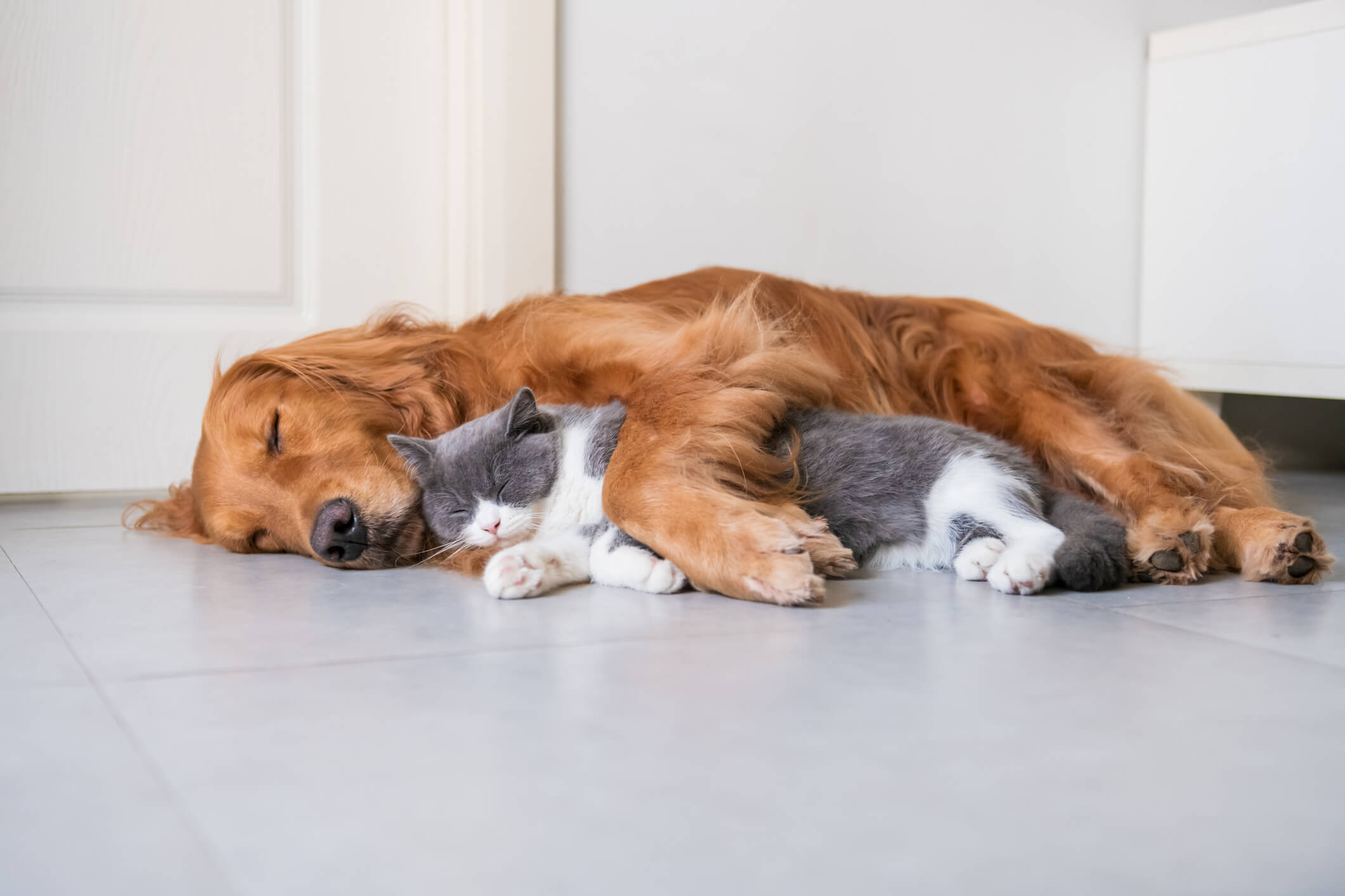 Perro y gato durmiendo