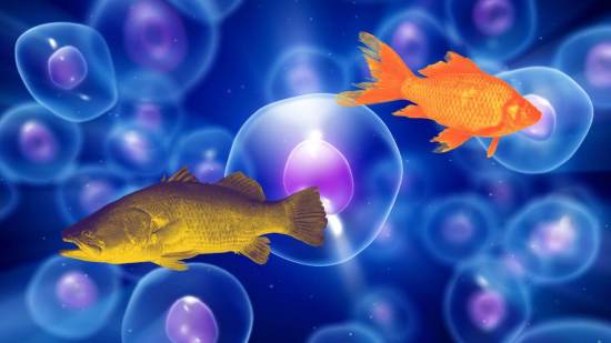 ¿Por qué los peces no tienen dos cabezas?