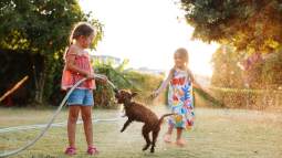 Mascota verano